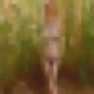 Photo sexy de Djamilatou, 30 ans à Lay-Saint-Christophe - rencontre coquine