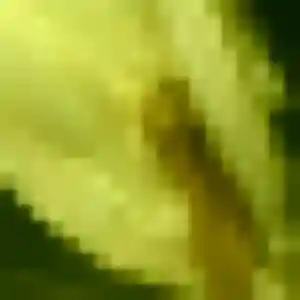 Profil de Precious à Molinet (25 ans) - plan cul discret